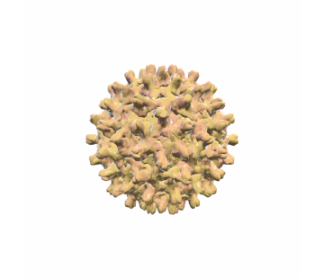 Hepatitis B Virus (HBV)