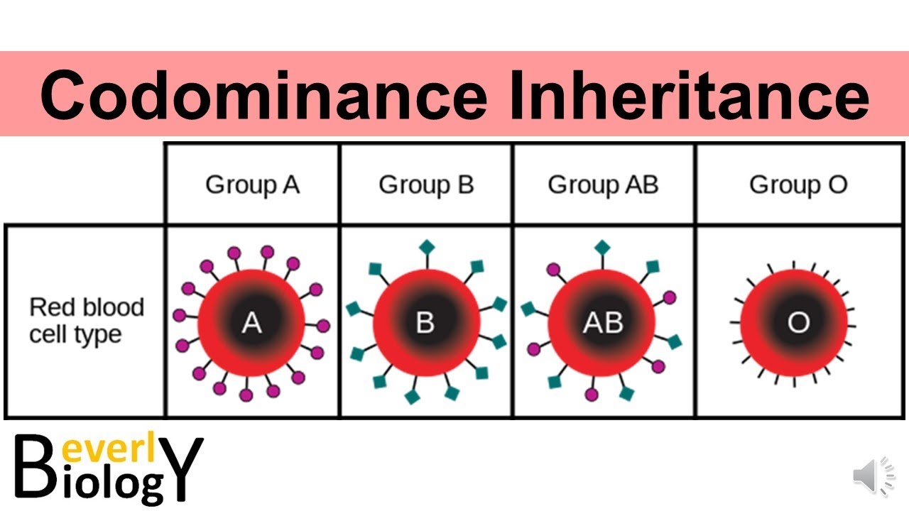 codominance