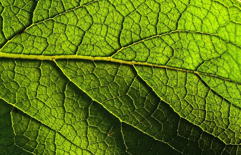 Leaf up close