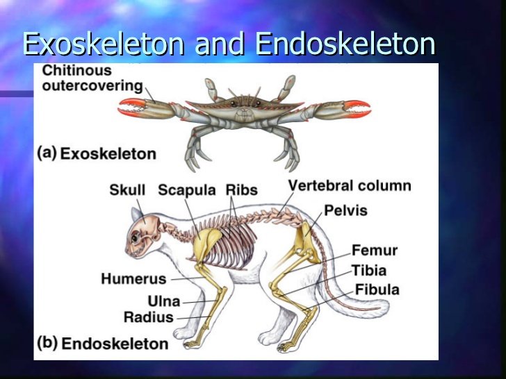 Endoskeleton vs exoskeleton