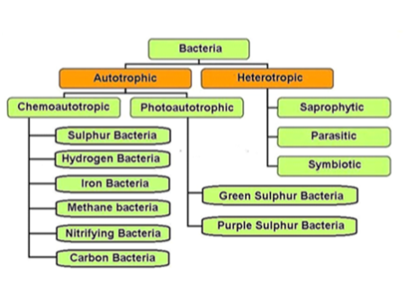 Modes of nutrition in bacteria