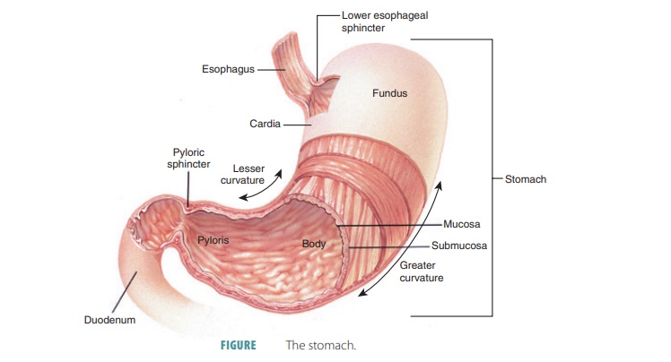 Stomach