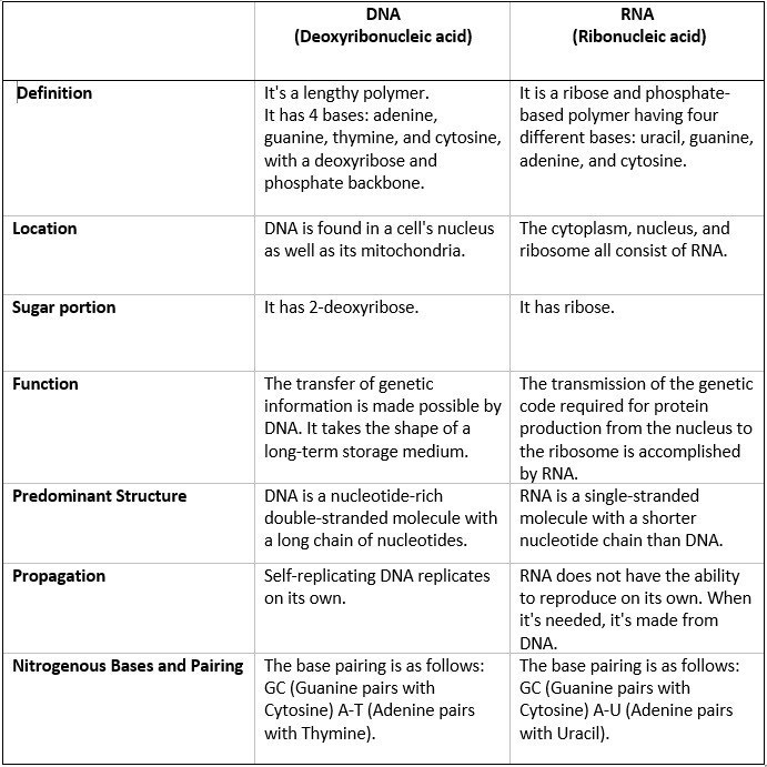 Dna And Rna Structure Study Guide Inspirit Learning Inc