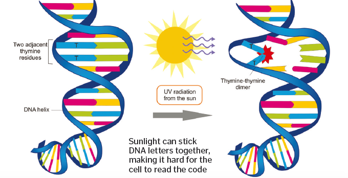 UV rays