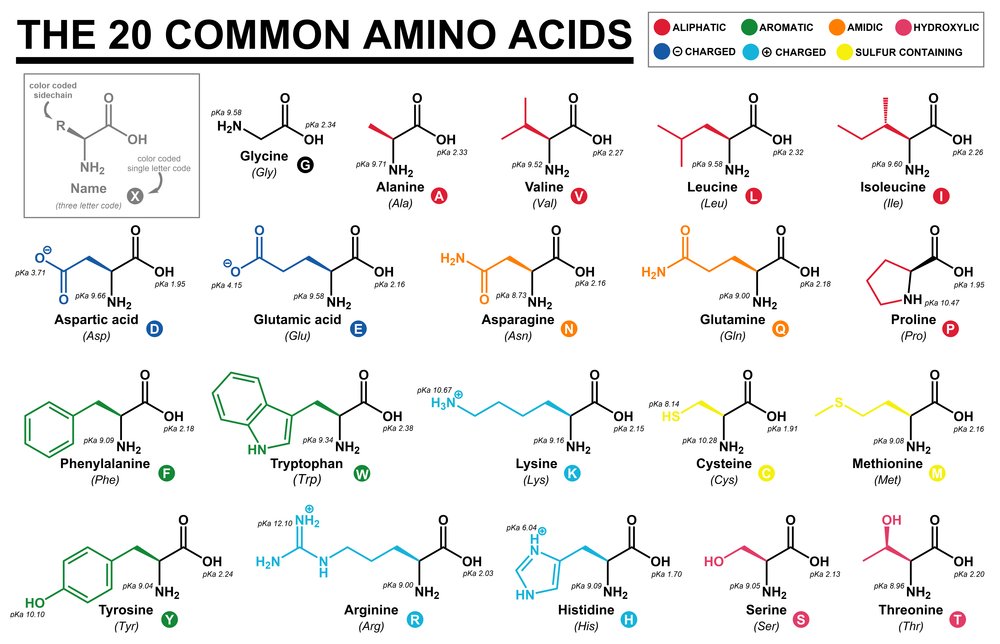 Common Amino Acids