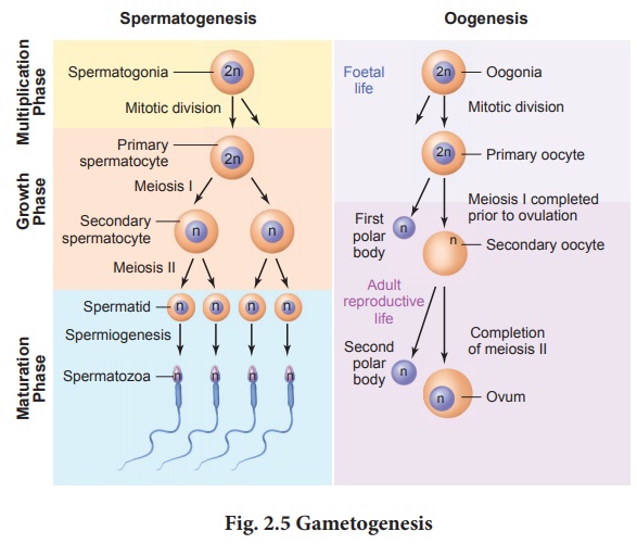 Gametogenesis process