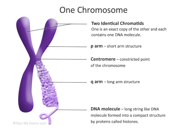 Chromosome structure