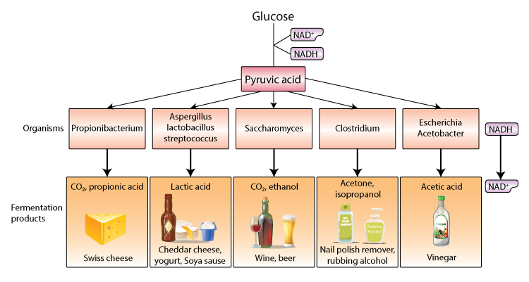 fermentation products