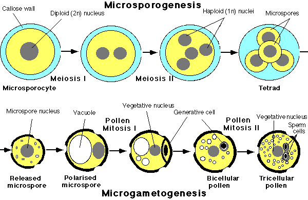 microgametogenesis