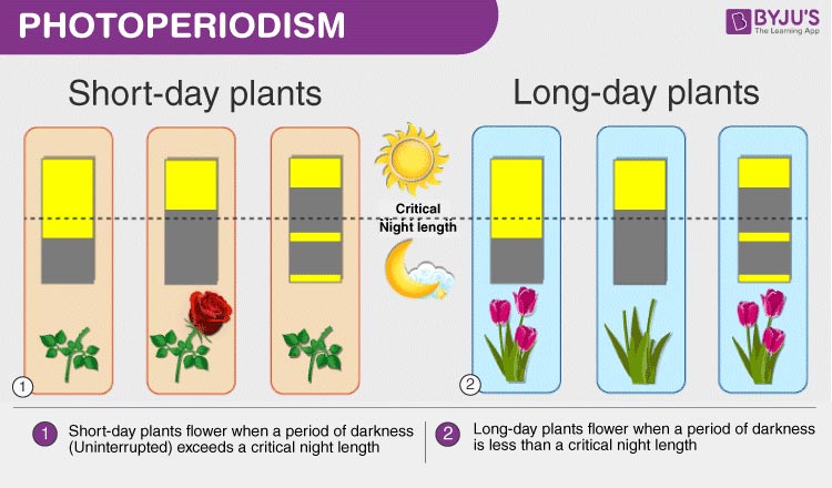 photoperiodism