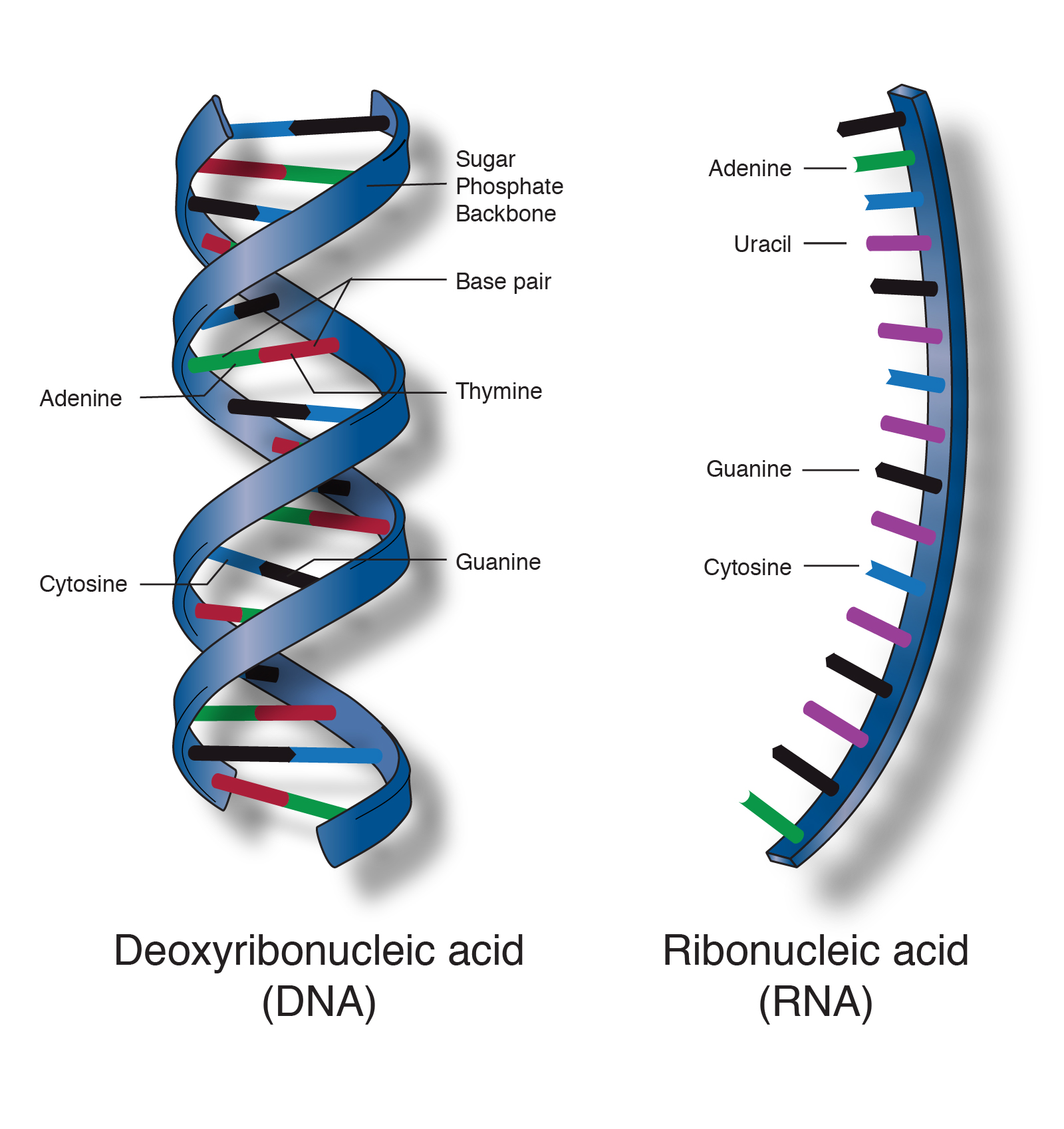 DNA and RNA