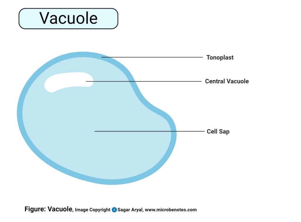 Vacuole A List