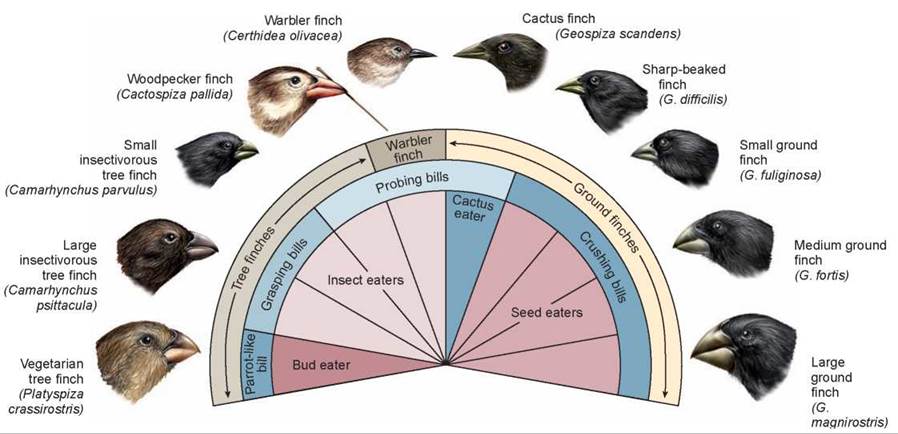 darwin finches