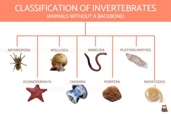 Invertebrates - Evolution, Diversity, and Classification Study Guide |  Inspirit