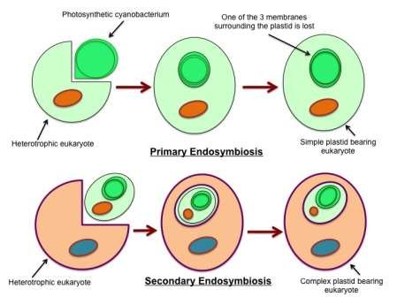 Primary-and-Secondary-endosymbiosis