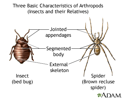 Characteristics of anthropods