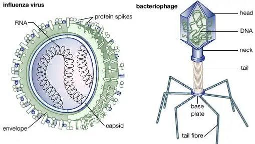 Virus Structure