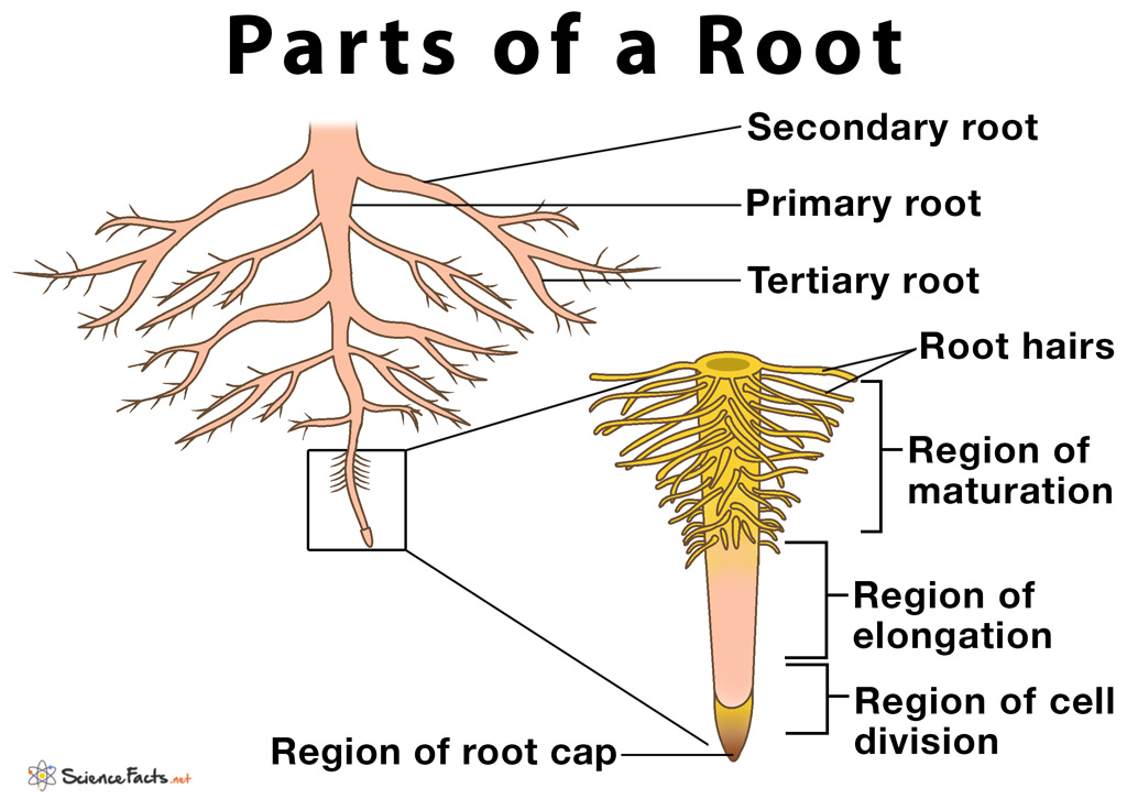 Parts of a Root