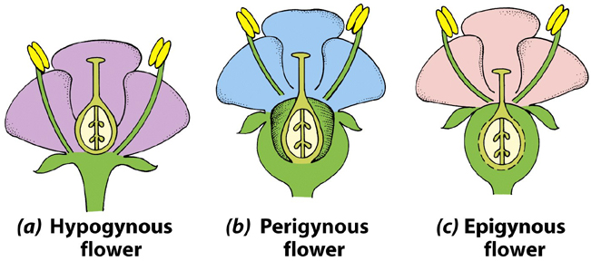 Position of the ovary in flowers 