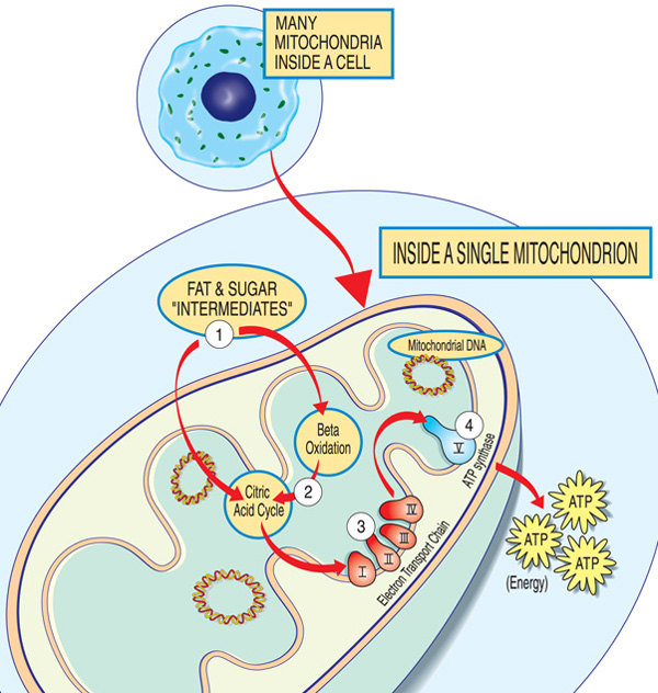 Severity of mitochondrial disease in a child 