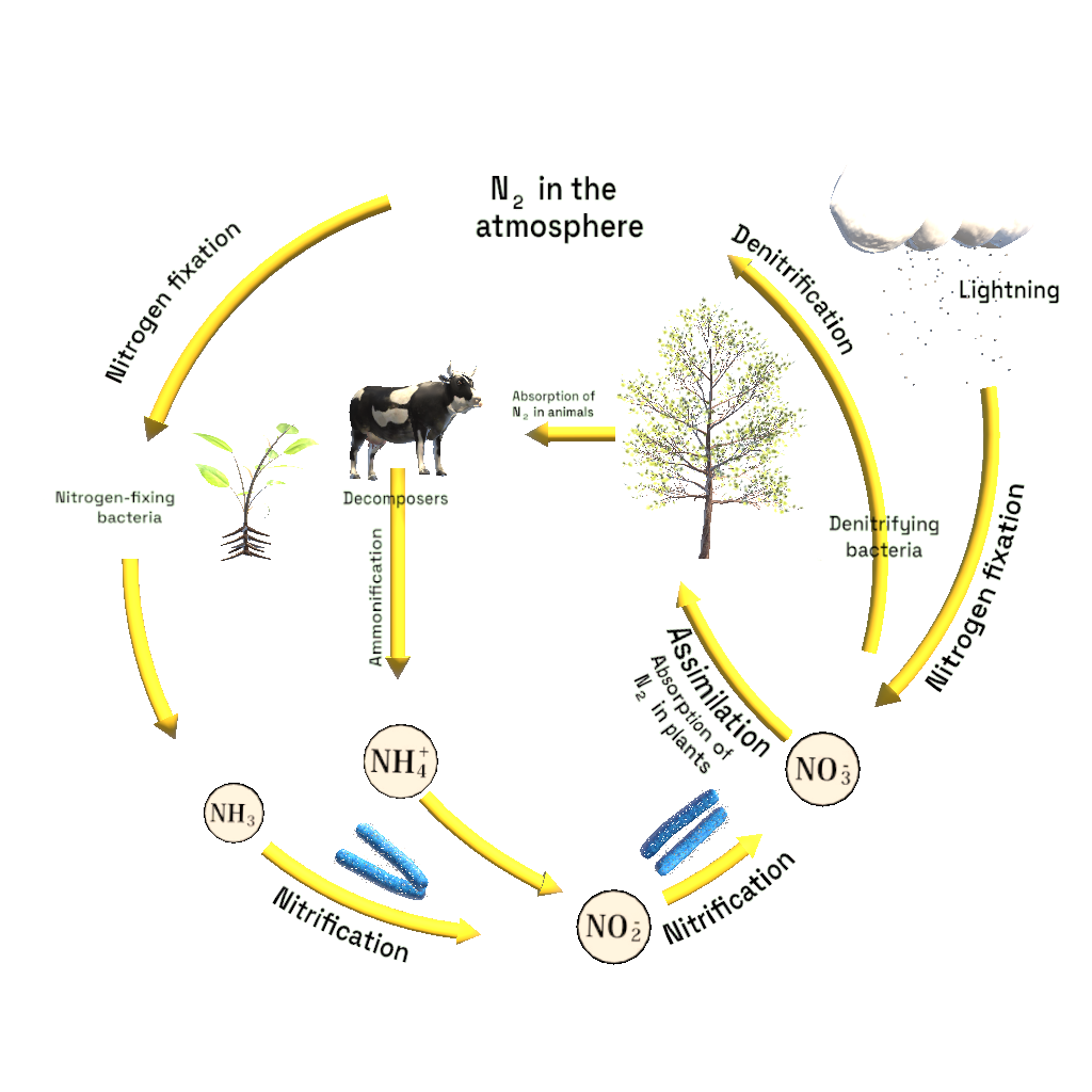 nitrogen cycle animation