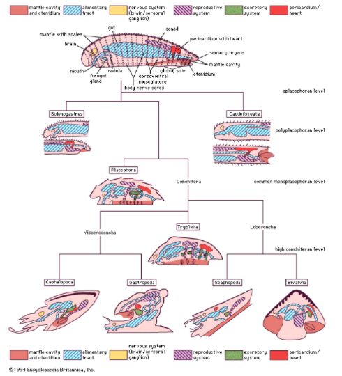 Mollusca reproduction