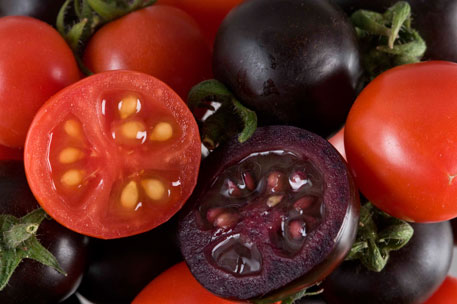 Transgenic purple tomato 