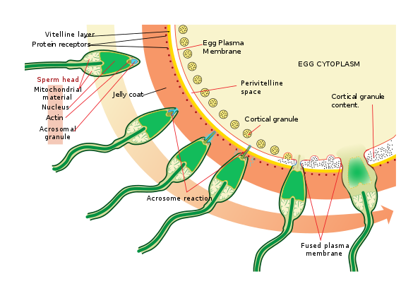 Acrosome reaction