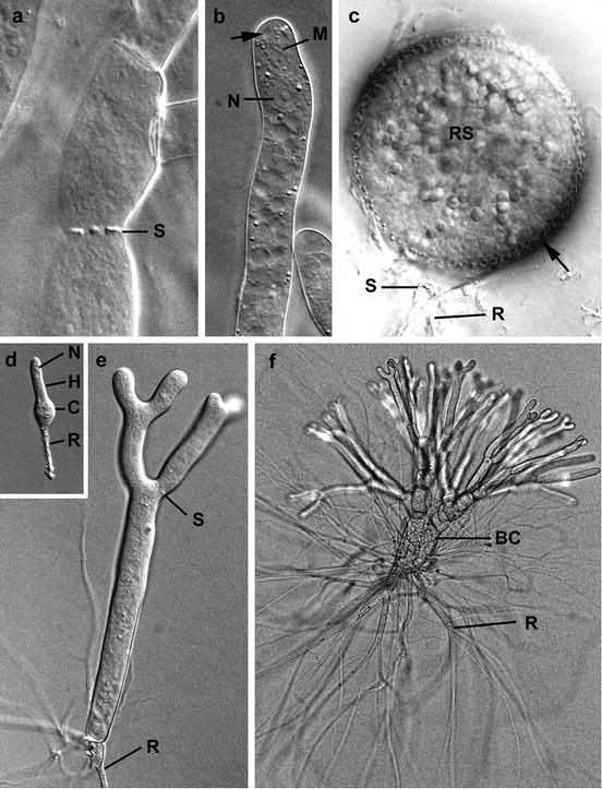 Blastocladiomycota