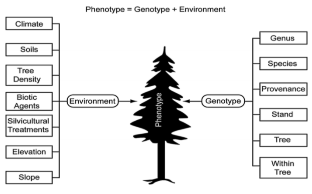 Phenotypic variation