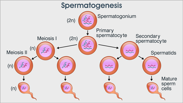 Spermatogenesis