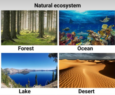 Natural ecosystems