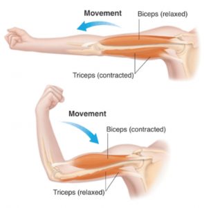 Muscle movement