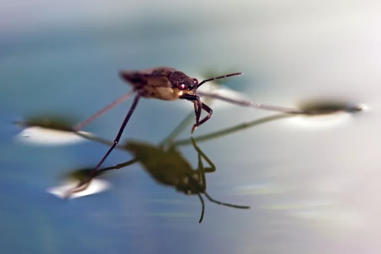 Surface-Tension