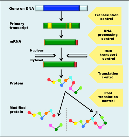 Gene regulation