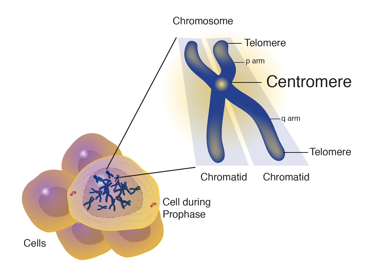 centromere