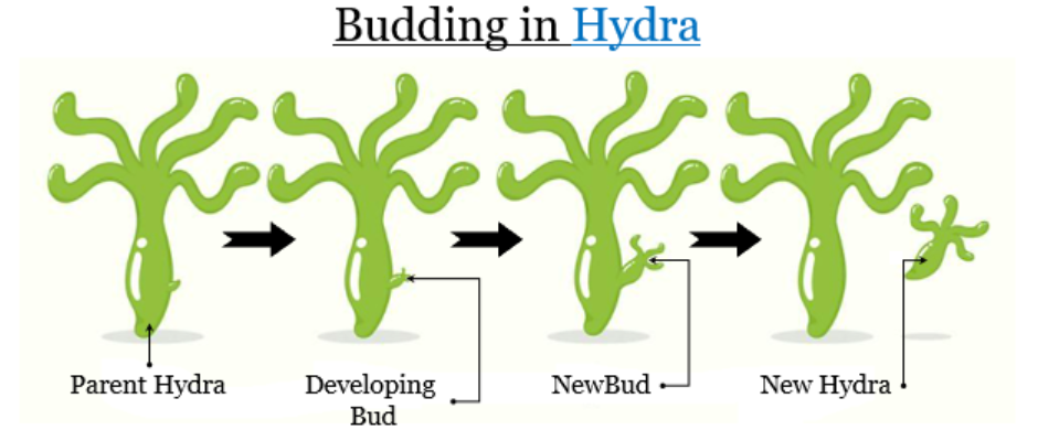 Hydra Budding