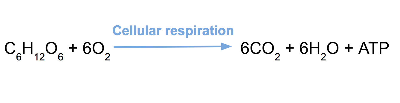 cellular respiration equation