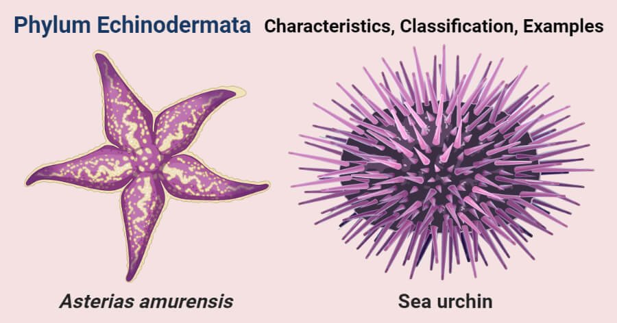 Common examples of echinodermata