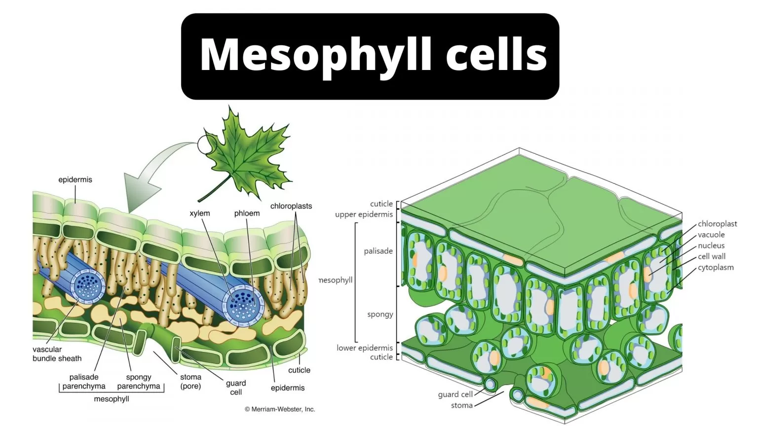Mesophyll cells