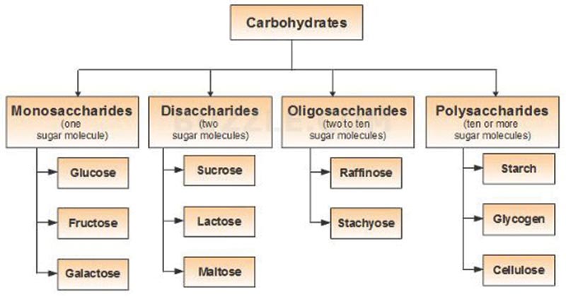 Carbohydrate division