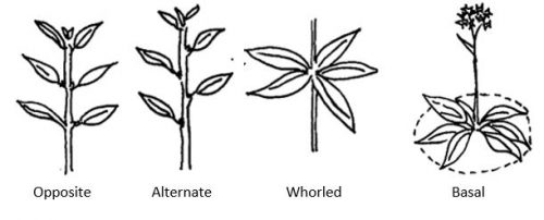 Common Leaf Arrangements