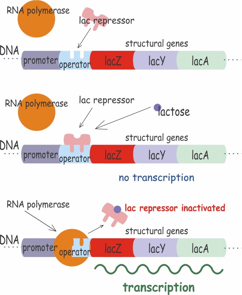 Llac-operon