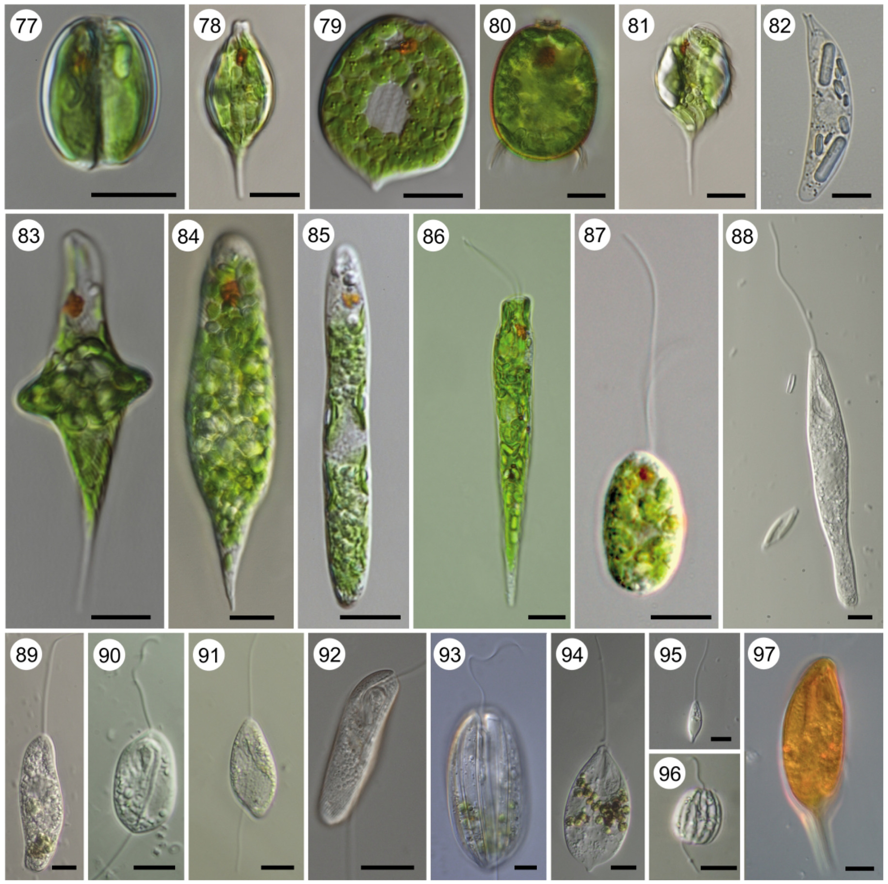 Algae (euglenozoa)