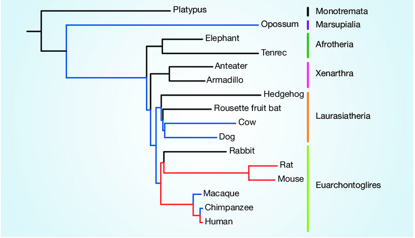 Evolution of mammals