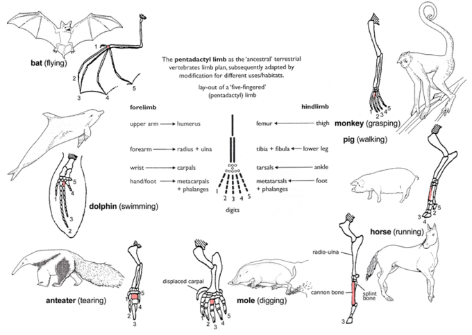 Homologous features