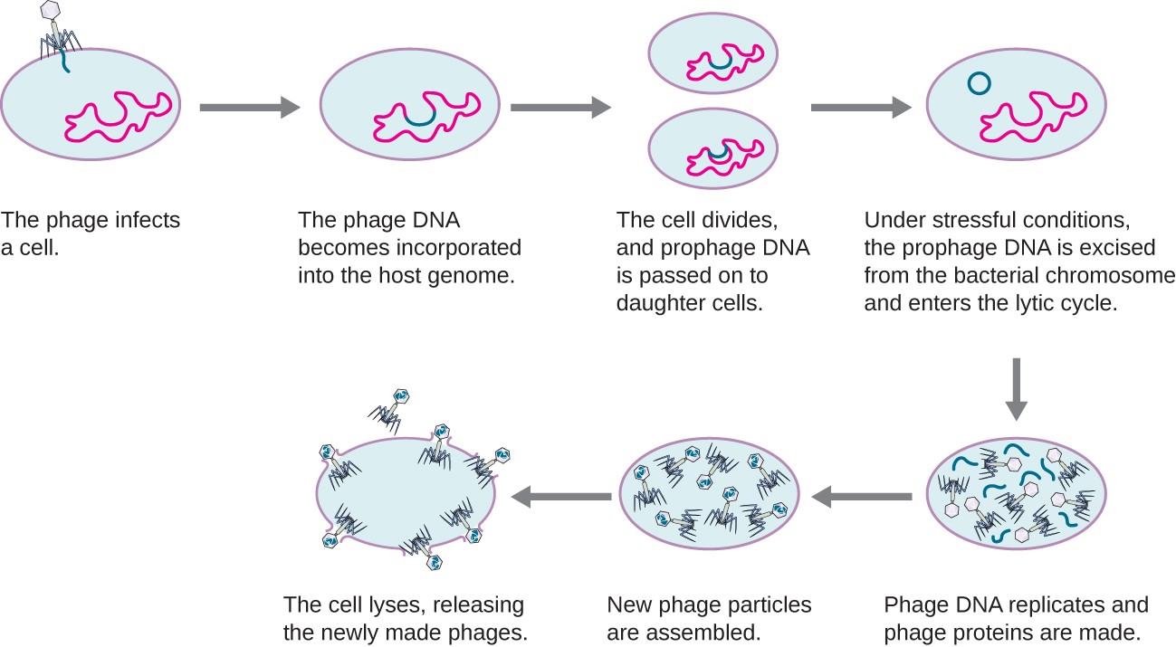 virus cycle