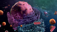 History Of Cell Biology Timeline Of Important Discoveries 43 OFF