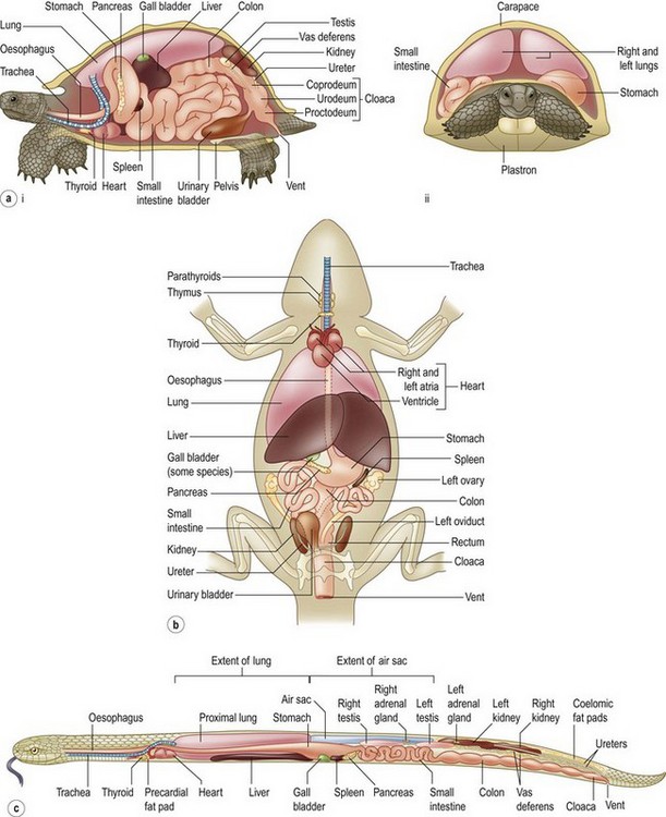General anatomy