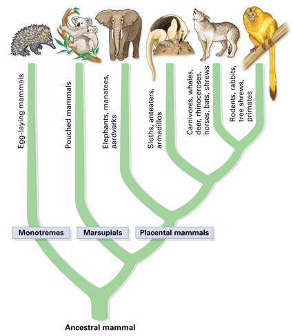 Mammal Taxonomy